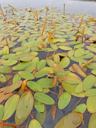 Potamogeton natans - schwimmendes Laichkraut